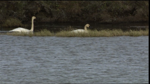 Tundra Swan (Whistling) - ML412262