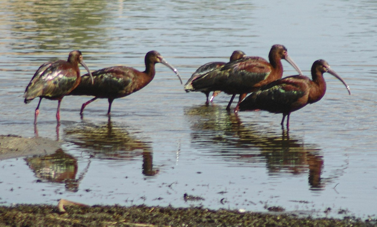 White-faced Ibis - ML412263181