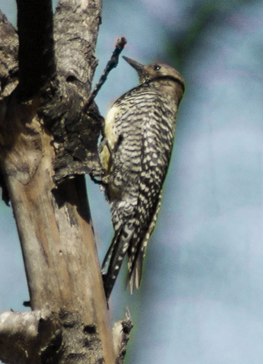 Williamson's Sapsucker - ML412263231