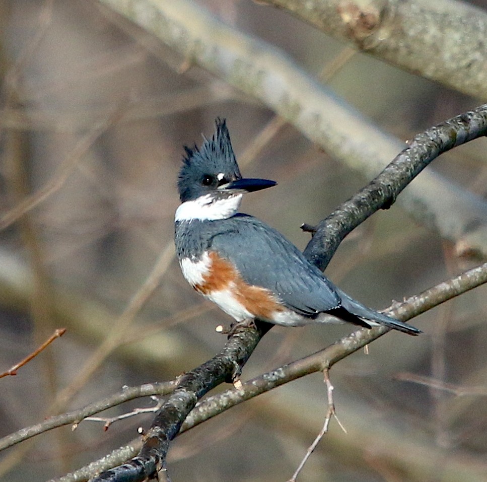 Martin-pêcheur d'Amérique - ML412263591