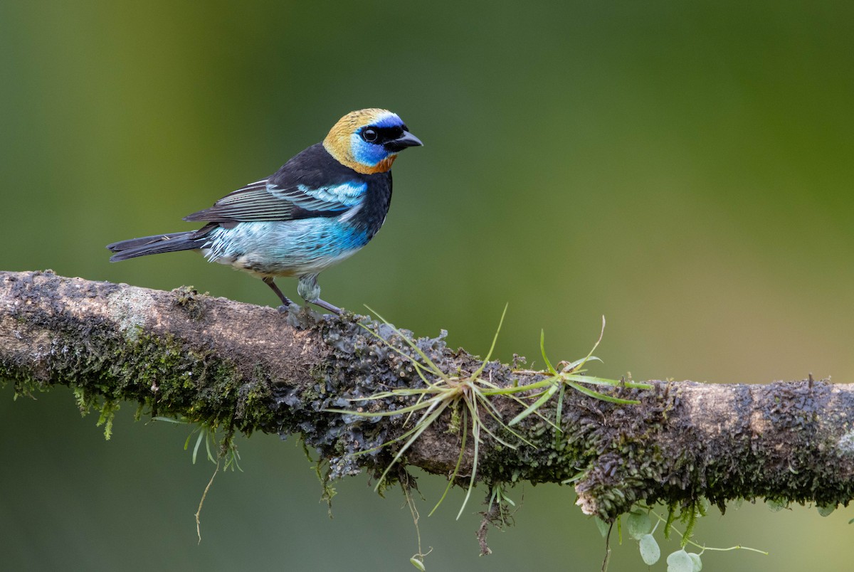 Golden-hooded Tanager - ML412263711