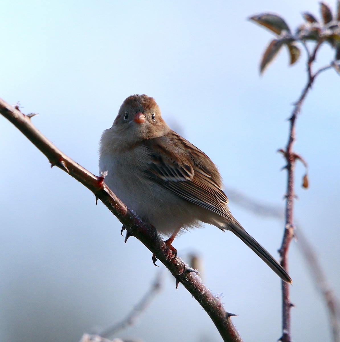 Field Sparrow - ML412263721