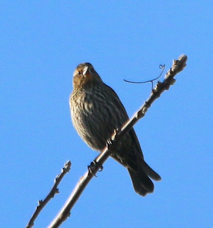 Red-winged Blackbird - ML412263731
