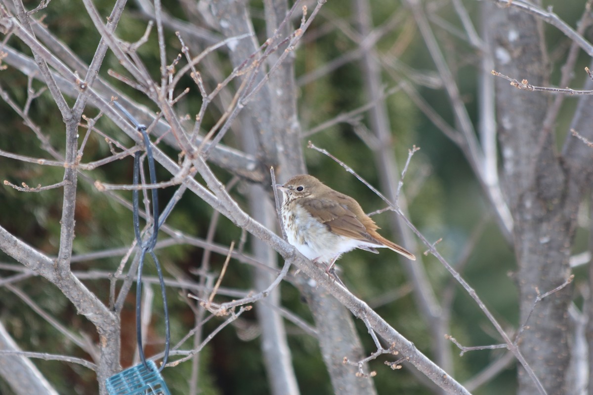 Hermit Thrush - ML412263831
