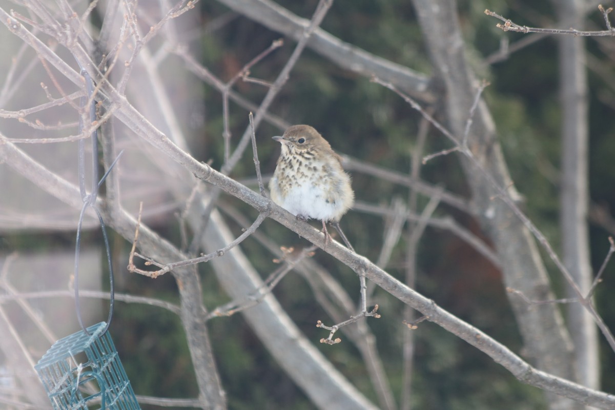 Hermit Thrush - ML412263851