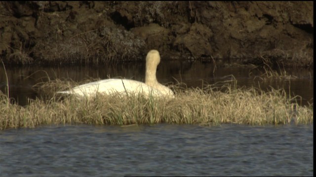 Tundra Swan (Whistling) - ML412264