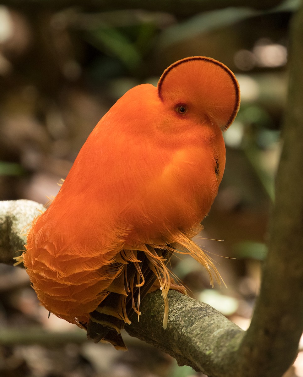 Coq-de-roche orange - ML412264911