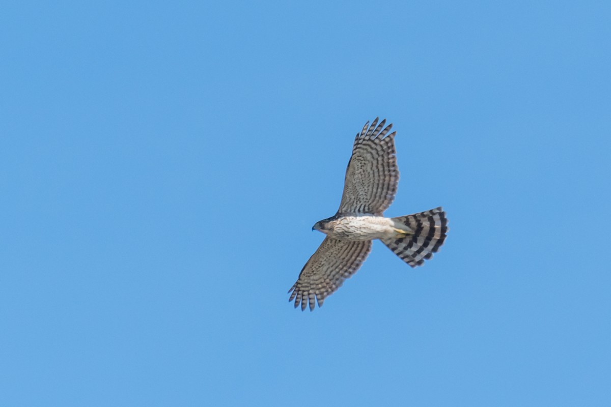 Cooper's Hawk - ML412265371