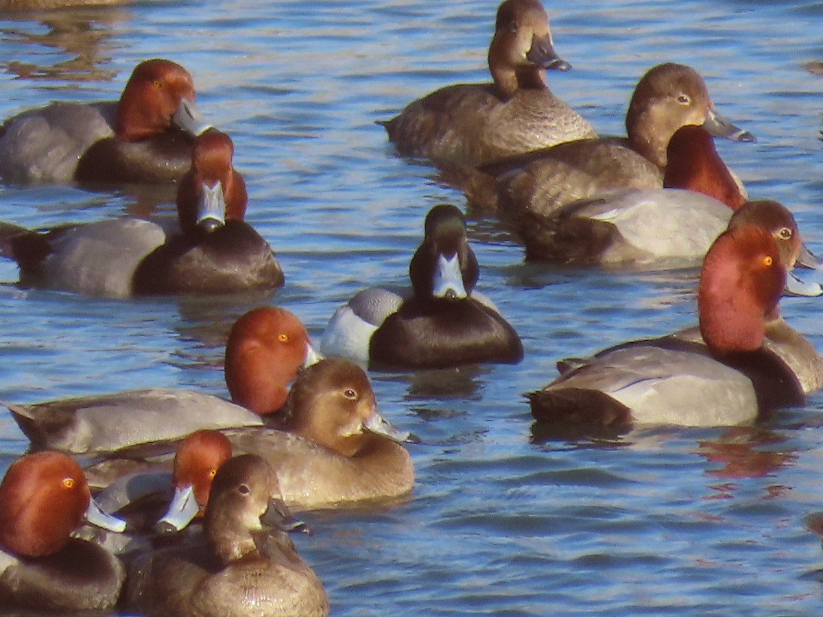 Greater Scaup - ML412265731