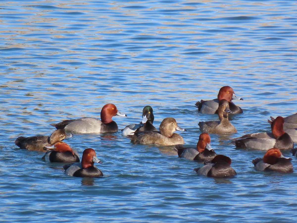 Greater Scaup - ML412265761