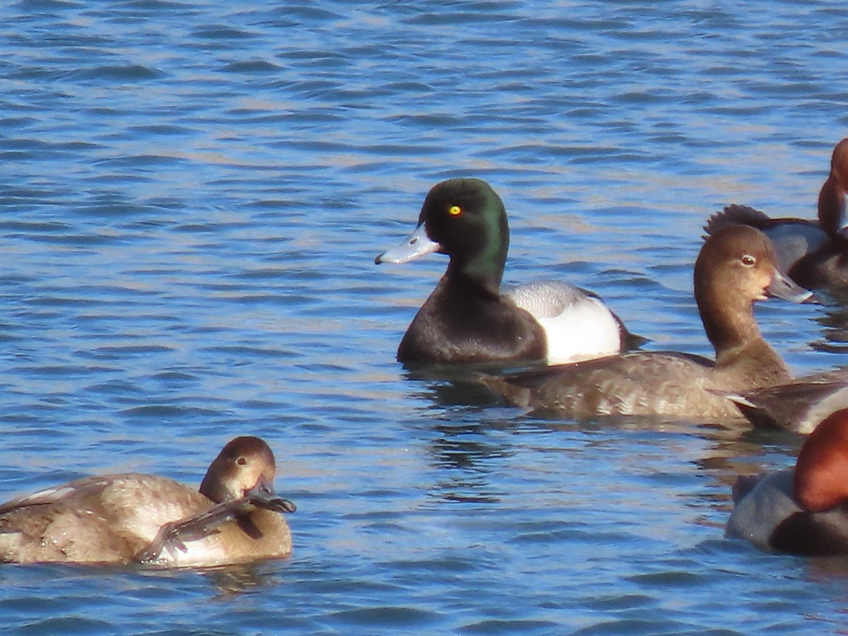 Greater Scaup - ML412265831