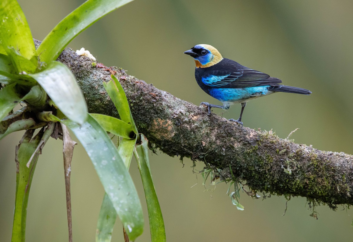 Golden-hooded Tanager - ML412267511