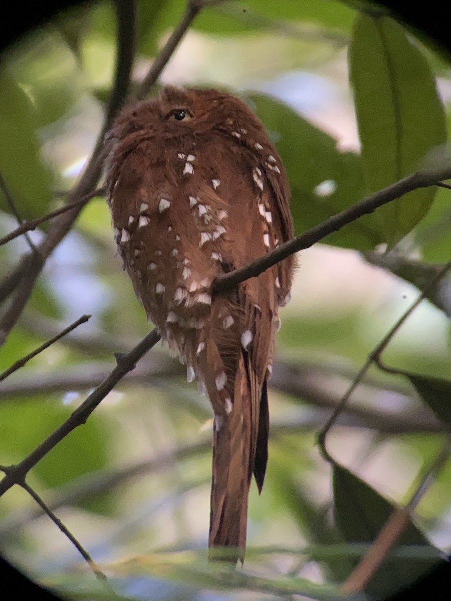 Rufous Potoo - Leon Moore