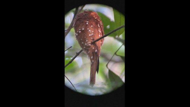 Rufous Potoo - ML412268571