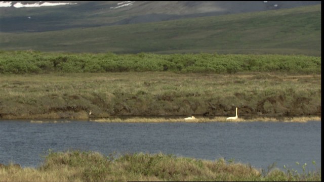 Tundra Swan (Whistling) - ML412270