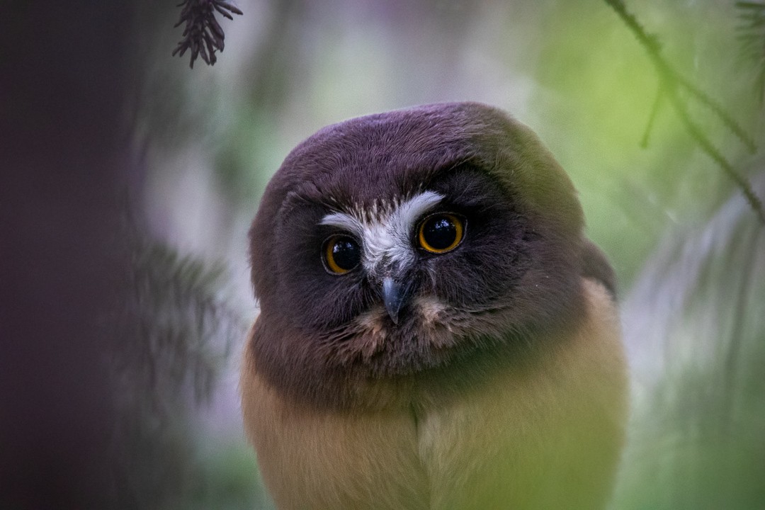 Northern Saw-whet Owl - Rain Saulnier