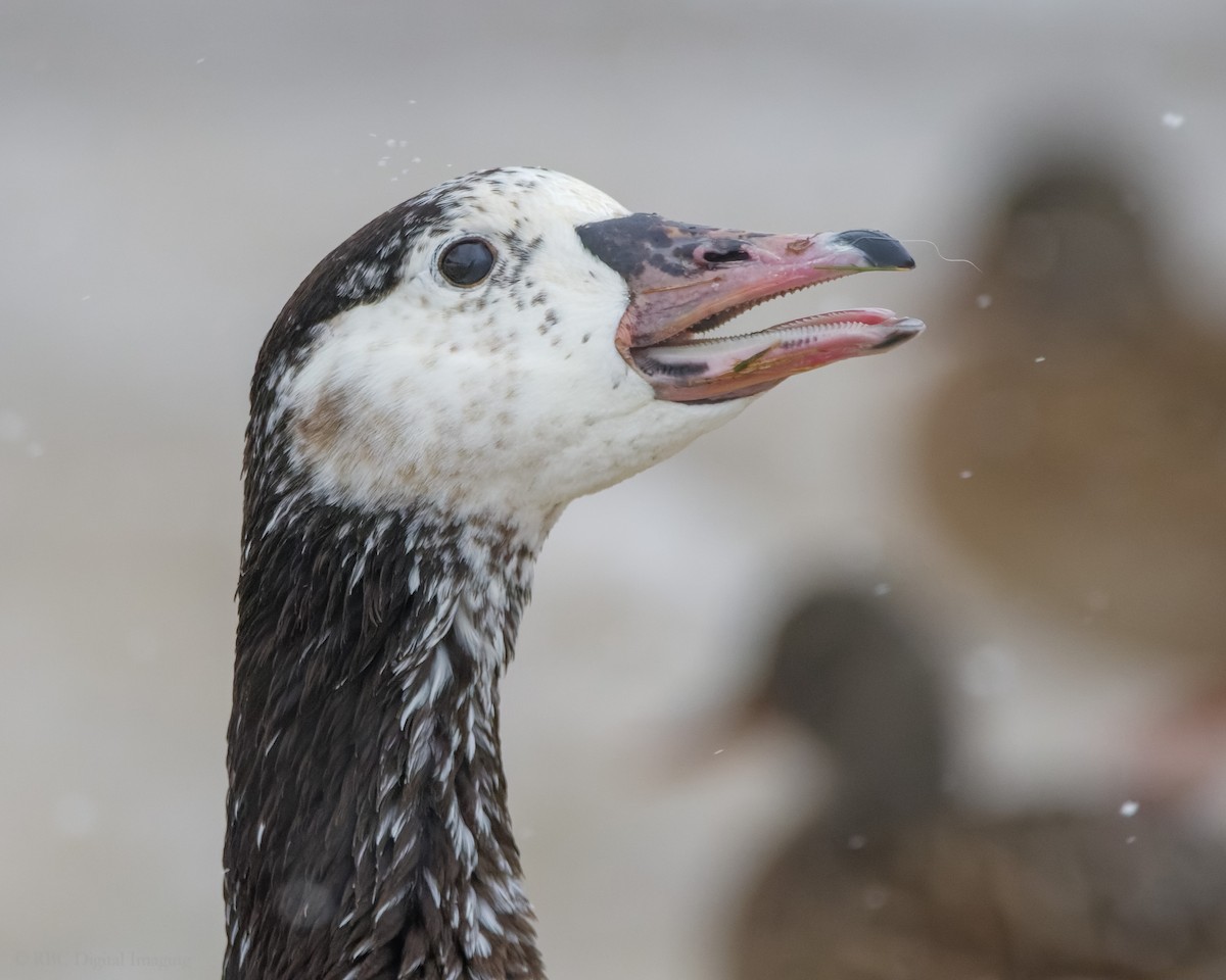 Domestic goose sp. x Canada Goose (hybrid) - Roy Chatburn