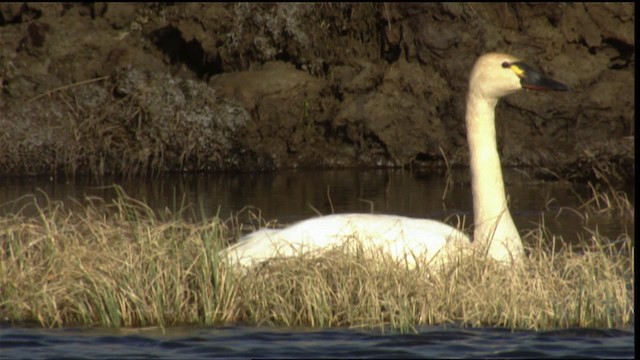 Tundra Swan (Whistling) - ML412271