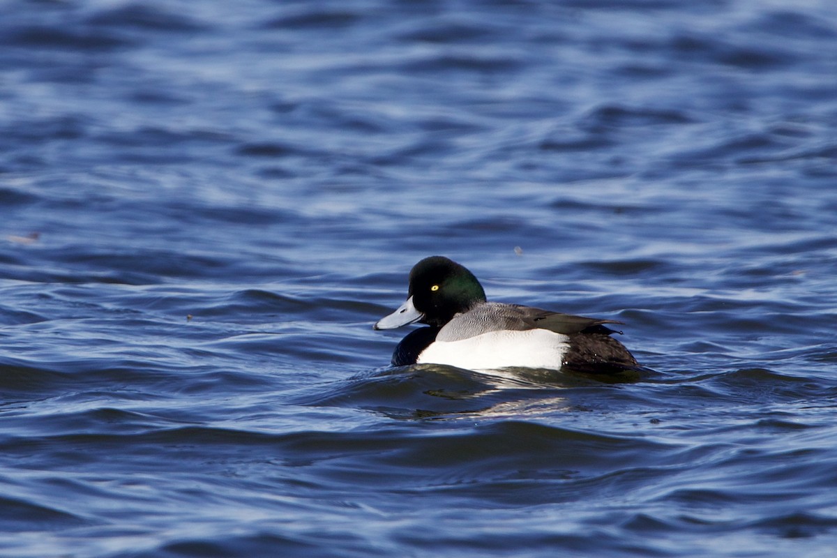 Greater Scaup - ML412271281