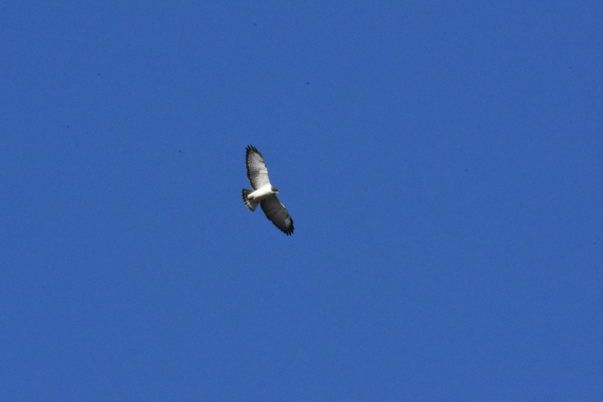 Short-tailed Hawk - ML412272831