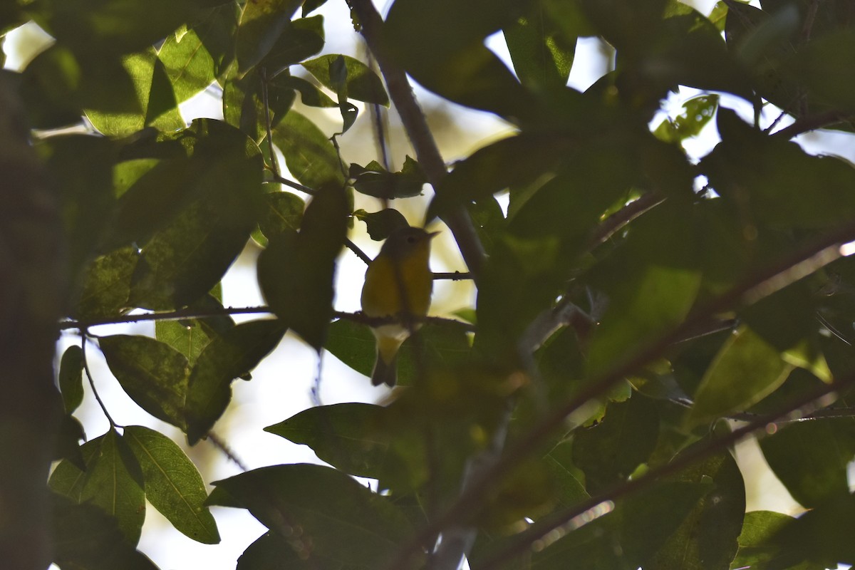 Nashville Warbler - Alberto Hernandez