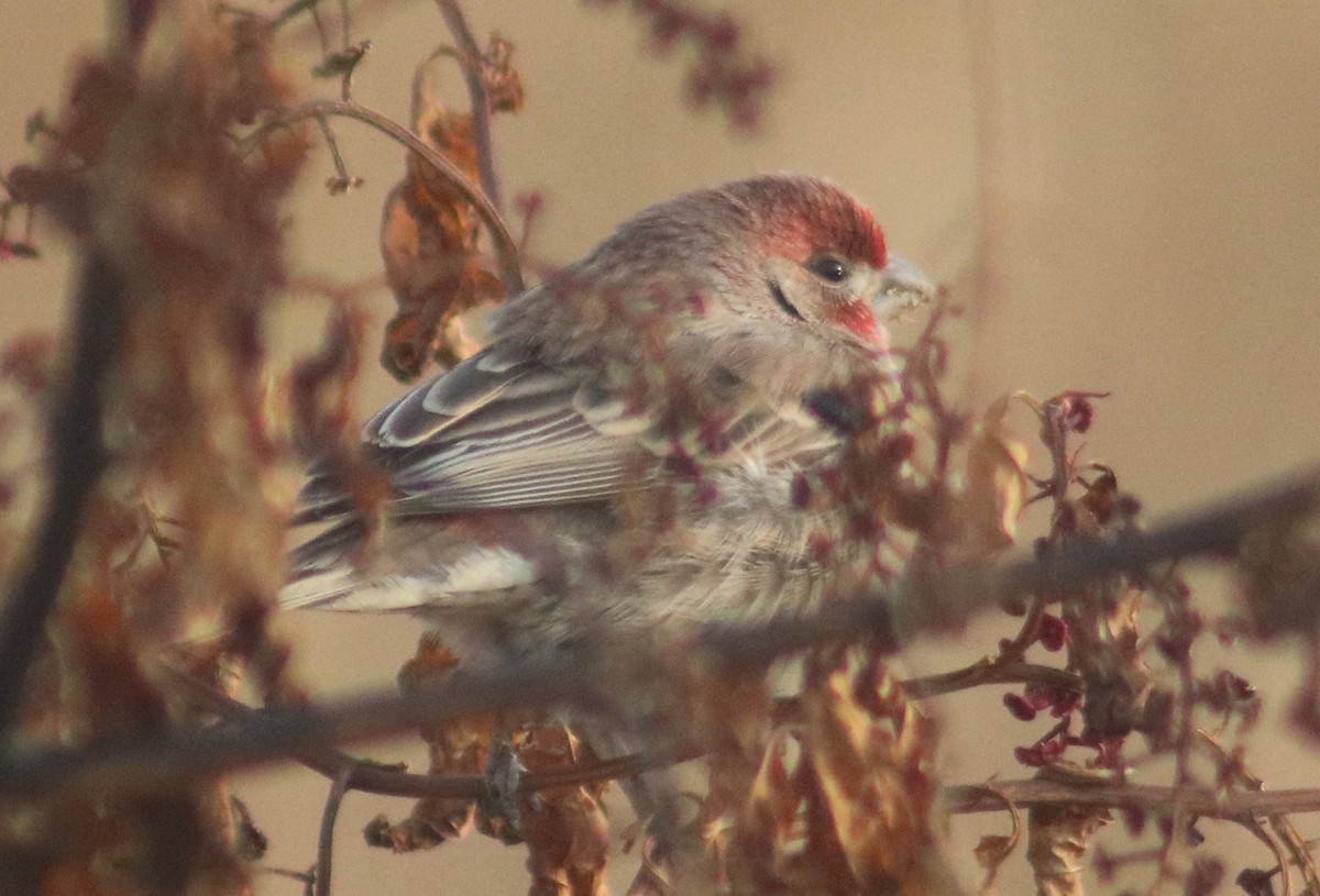 House Finch - Terry Lang