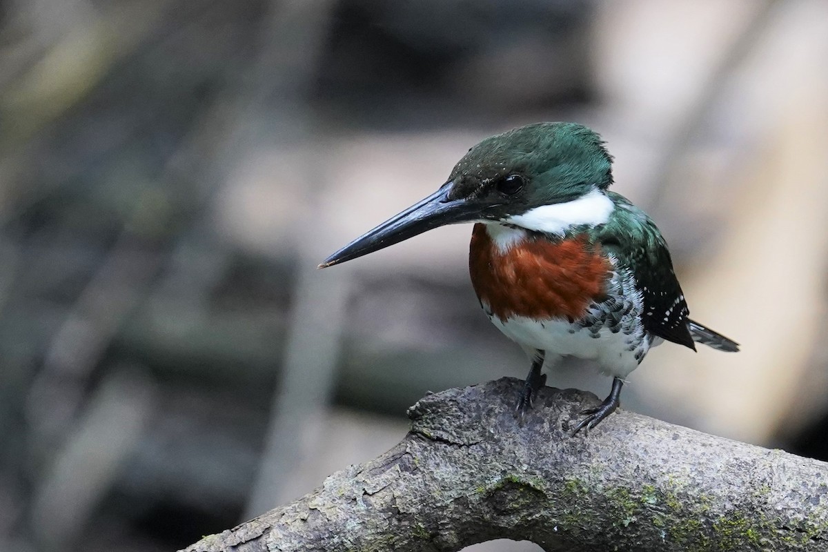 Green Kingfisher - Daniel Winzeler