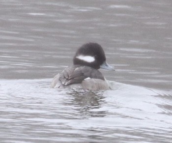 Bufflehead - Jim Grieshaber