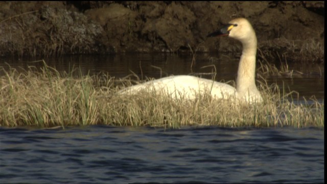 Tundra Swan (Whistling) - ML412275