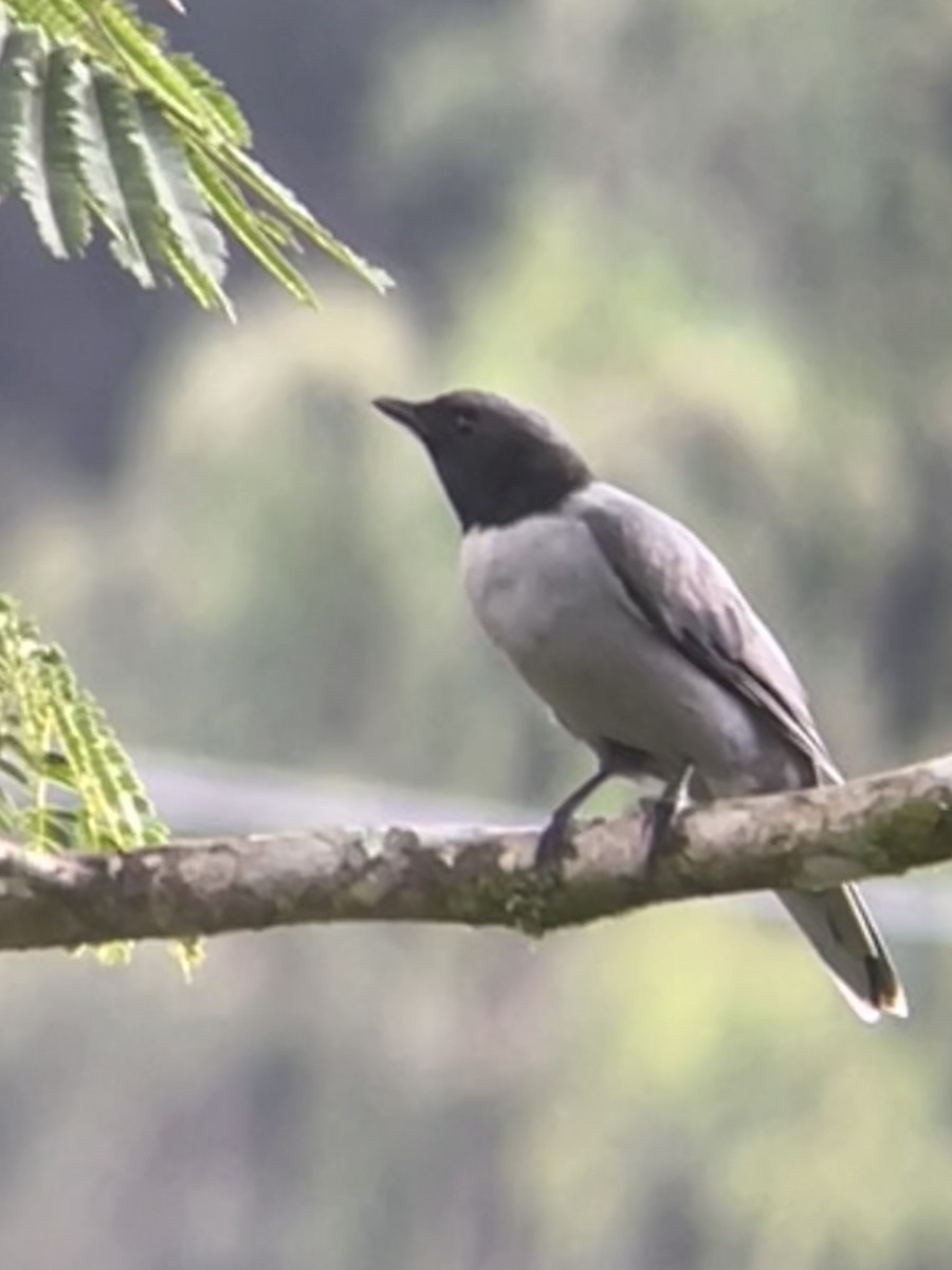 Madagascar Cuckooshrike - Eric Heisey