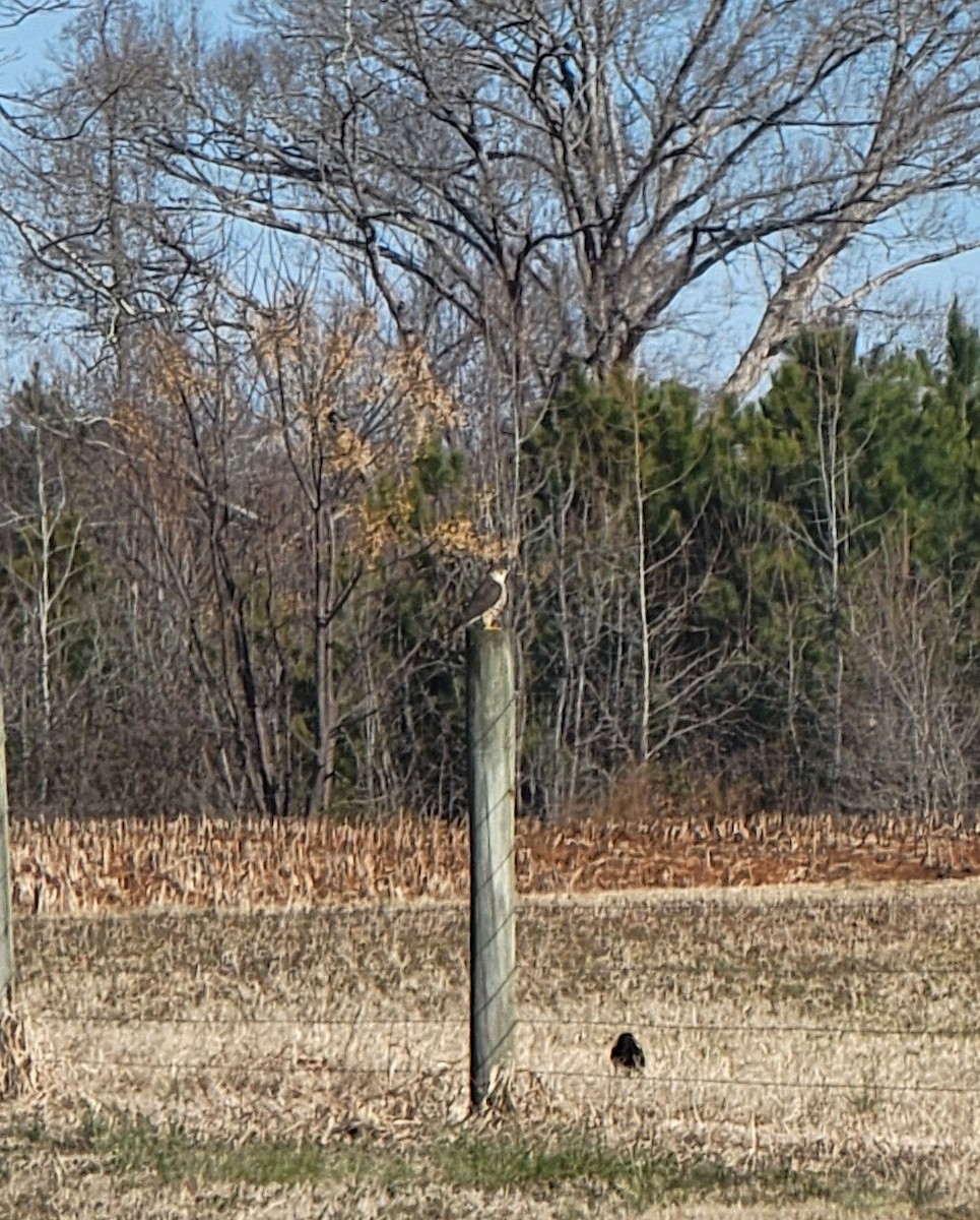 Merlin - ML412277861