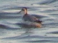 Red Phalarope - ML412278411