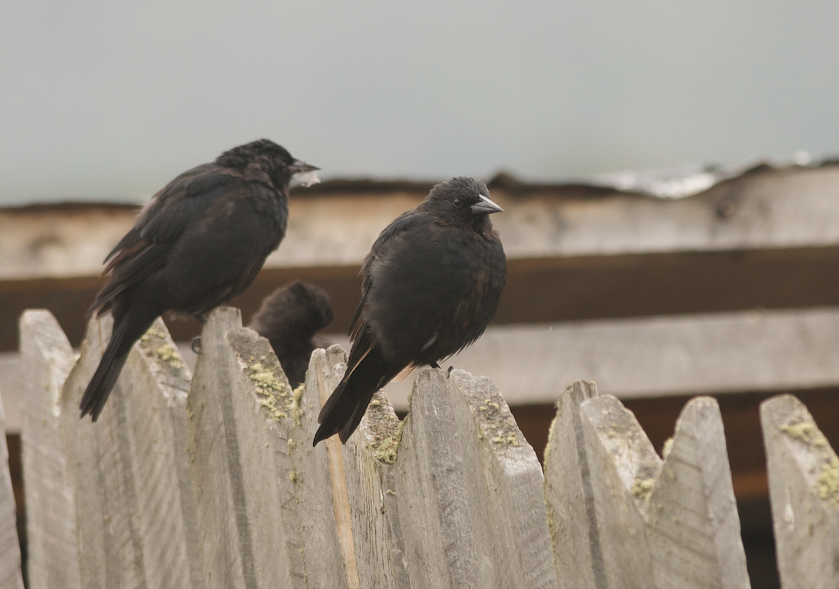 Austral Blackbird - ML412278651