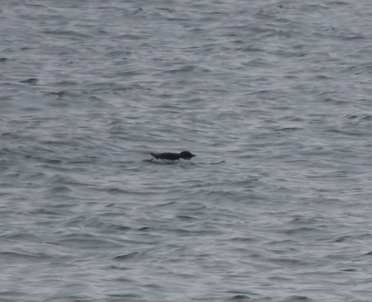 Thick-billed Murre - ML412280321