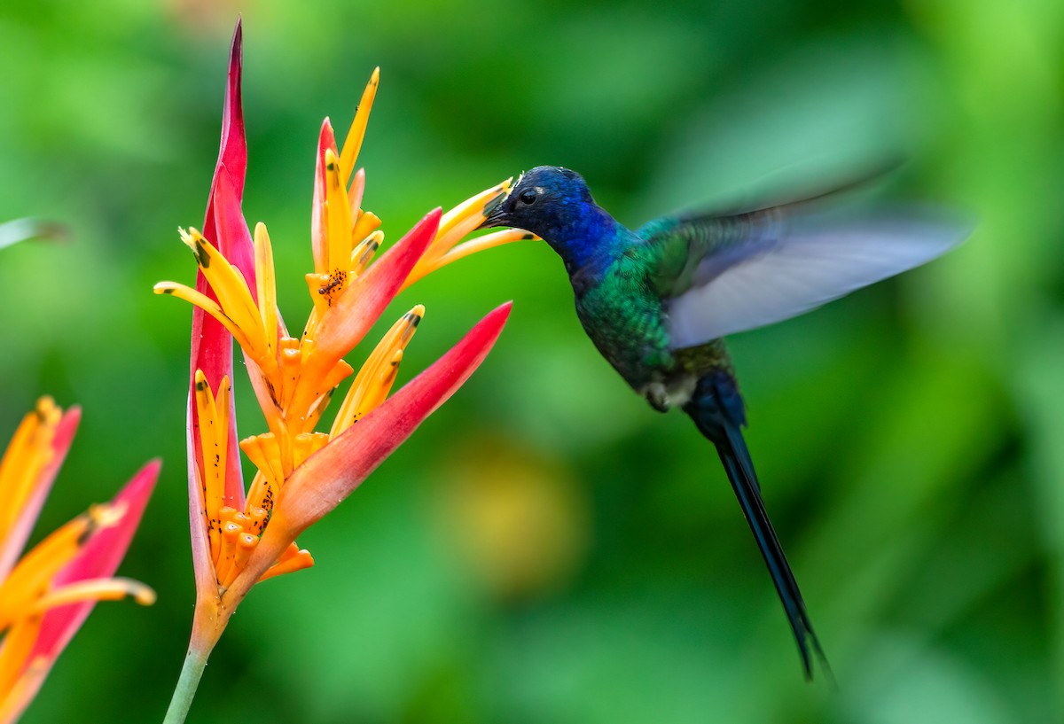 Swallow-tailed Hummingbird - Fernando Farias