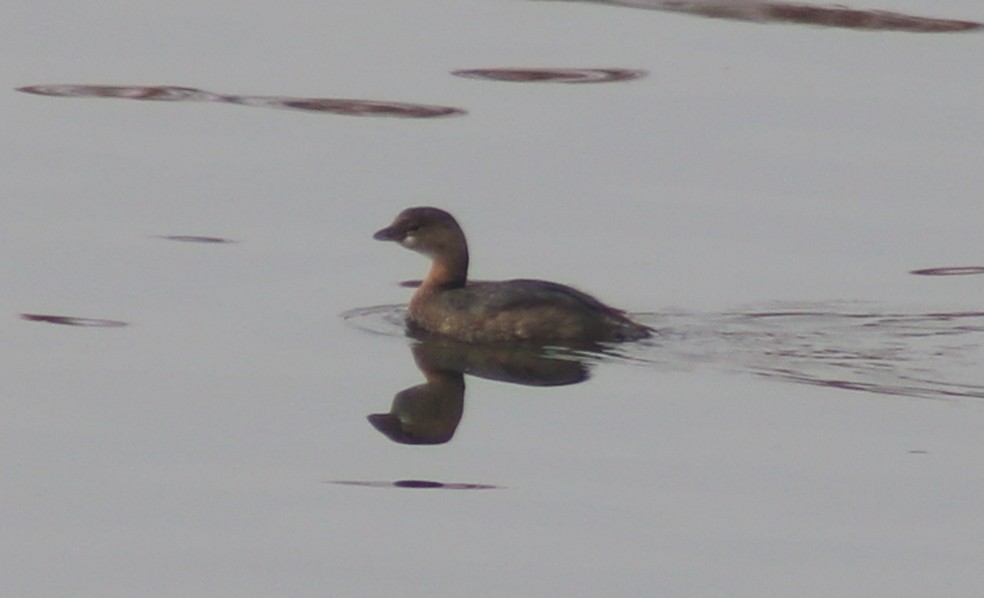 Pied-billed Grebe - Terry Lang