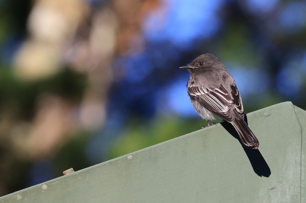 Black Phoebe - ML412281911