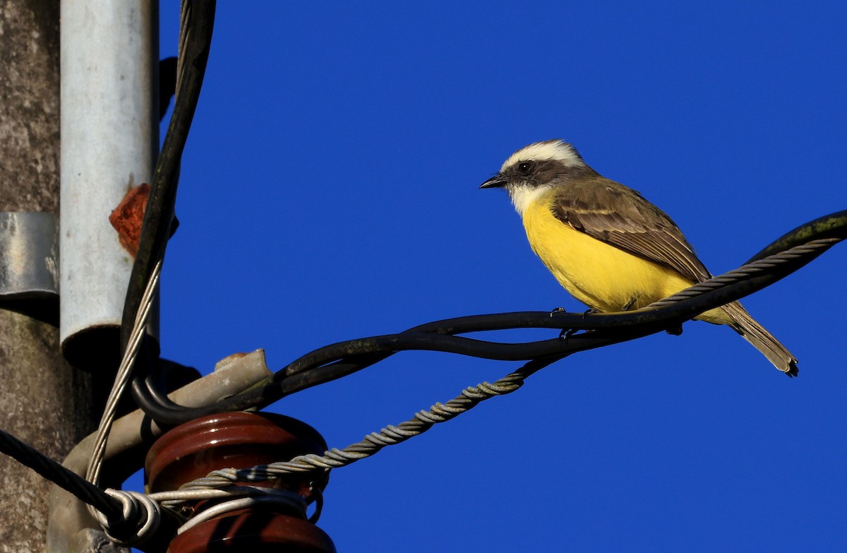 Social Flycatcher - ML412281981