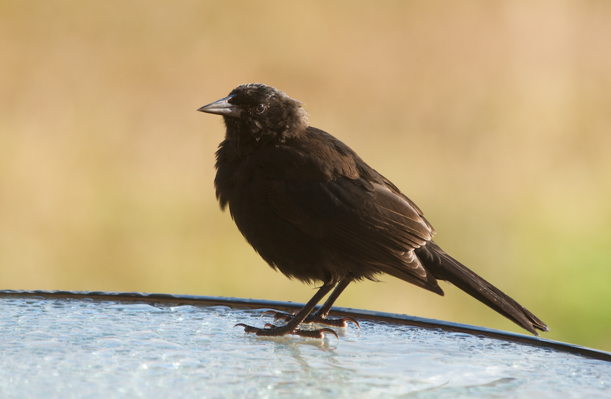 Austral Blackbird - Ken Wright