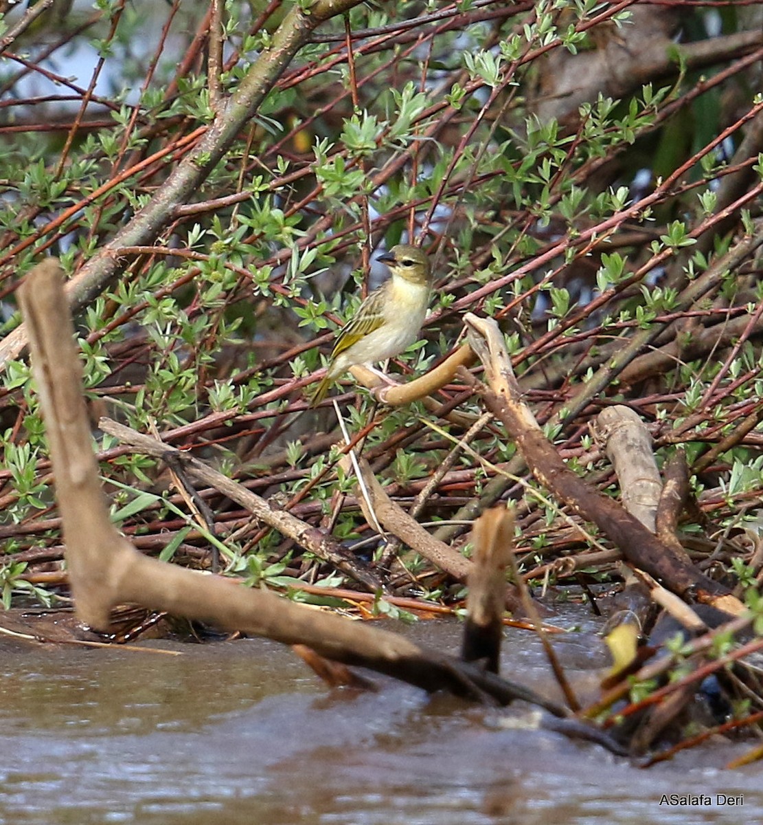 Salvadori's Weaver - ML412282101