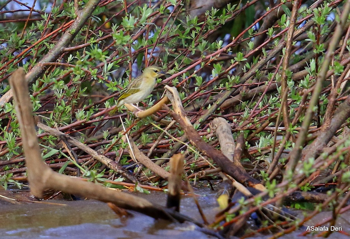 Salvadori's Weaver - ML412282111