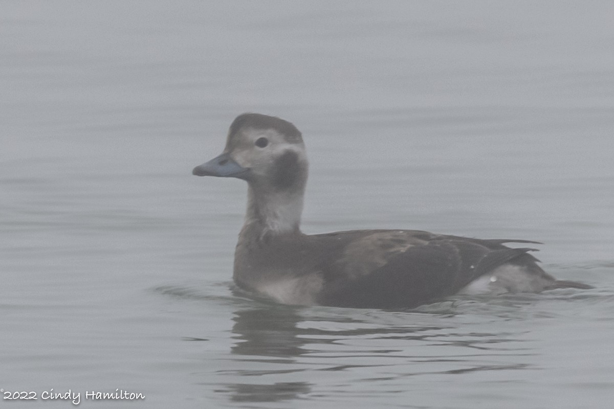 Long-tailed Duck - ML412284461