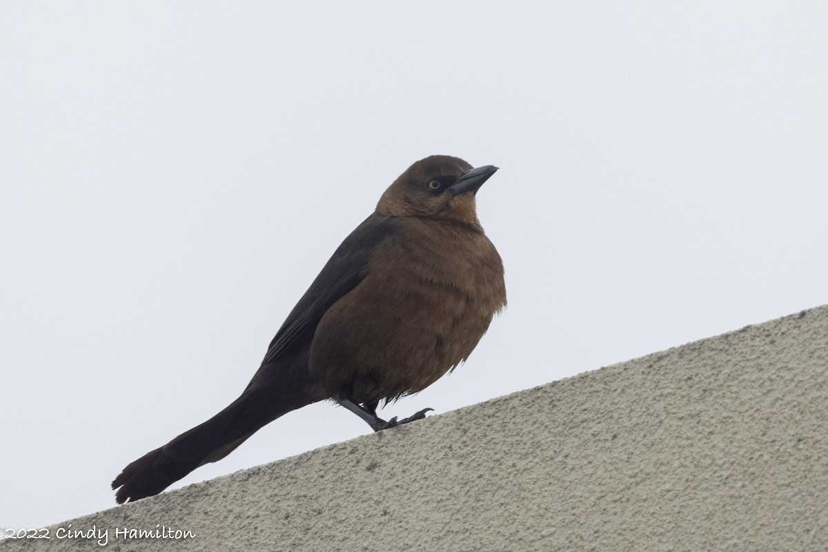 Boat-tailed Grackle - ML412284521