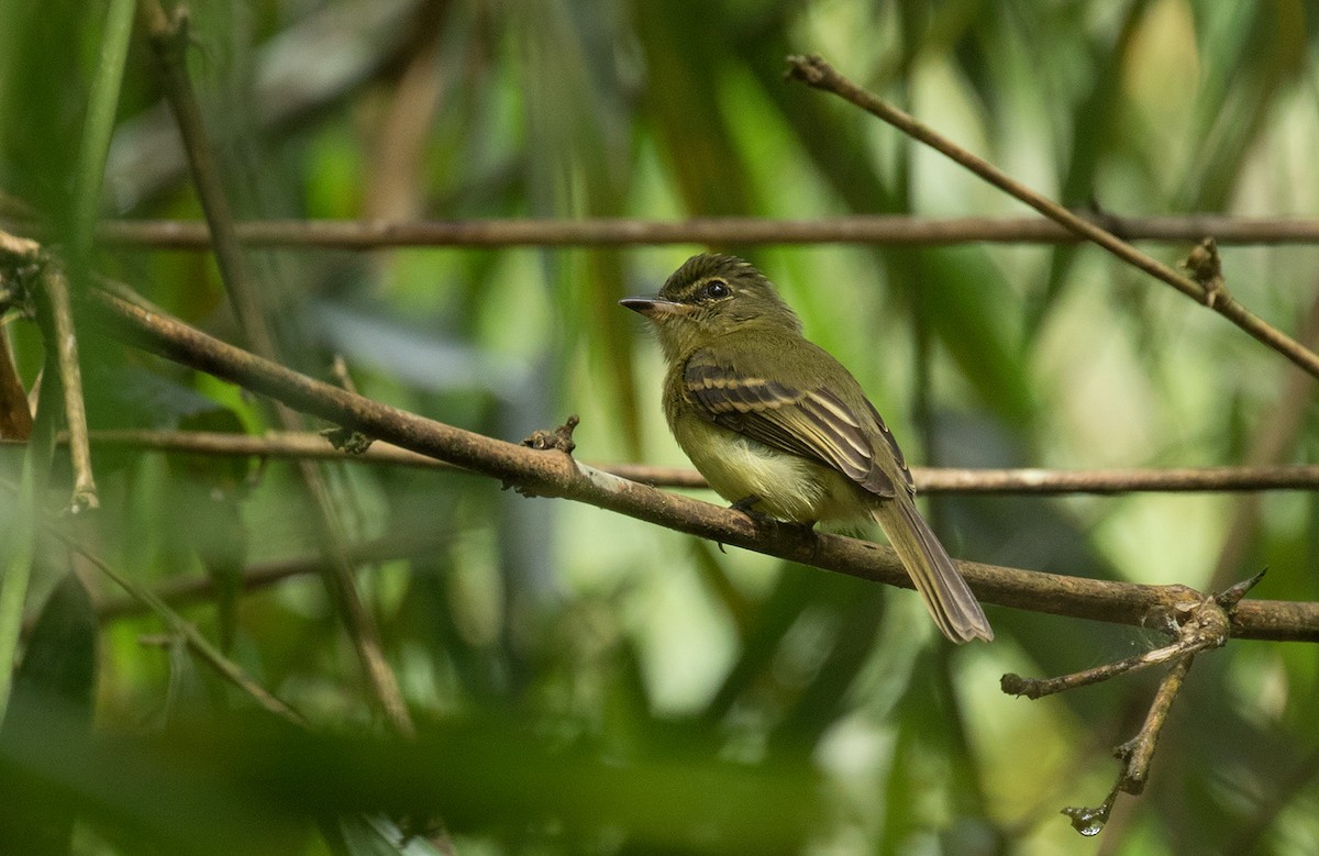 Large-headed Flatbill - ML412286681