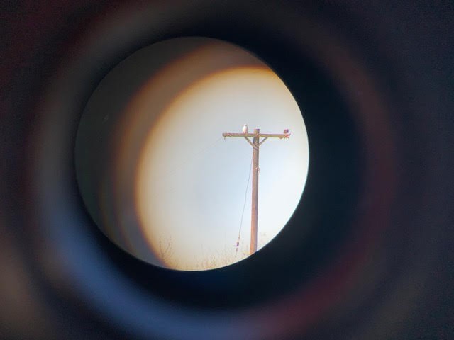 Ferruginous Hawk - ML412287321