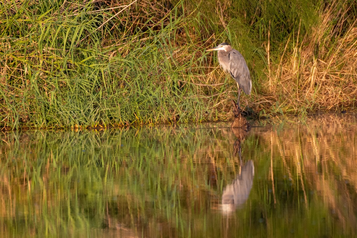 Great Blue Heron - ML412291631