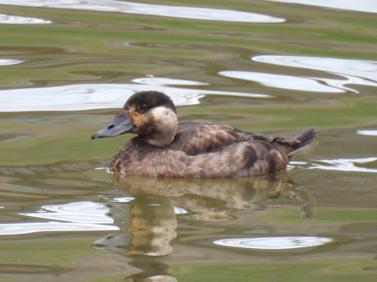 Surf Scoter - ML412291991