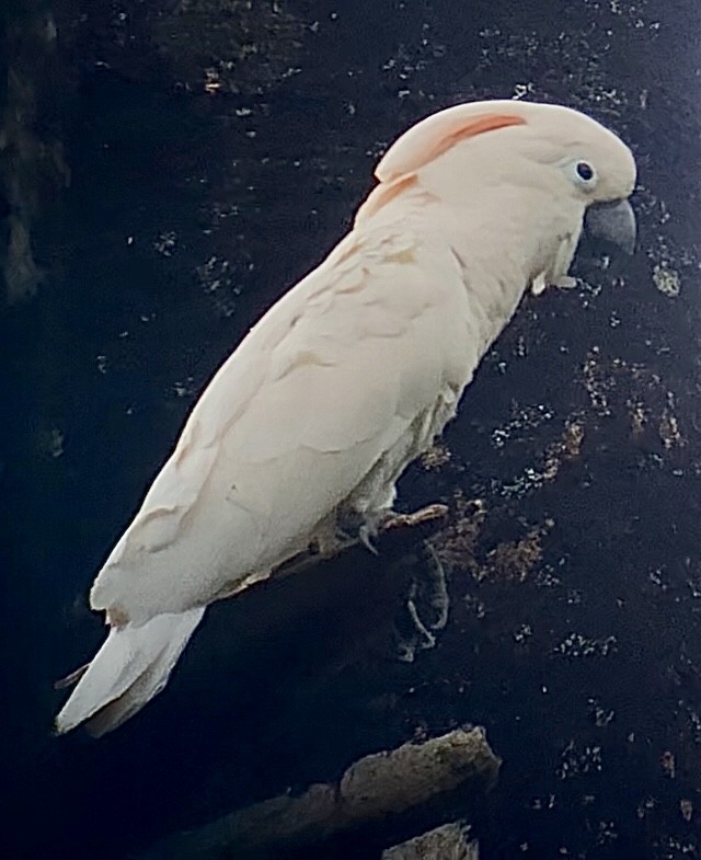 Salmon-crested Cockatoo - Jo Jo Doyle