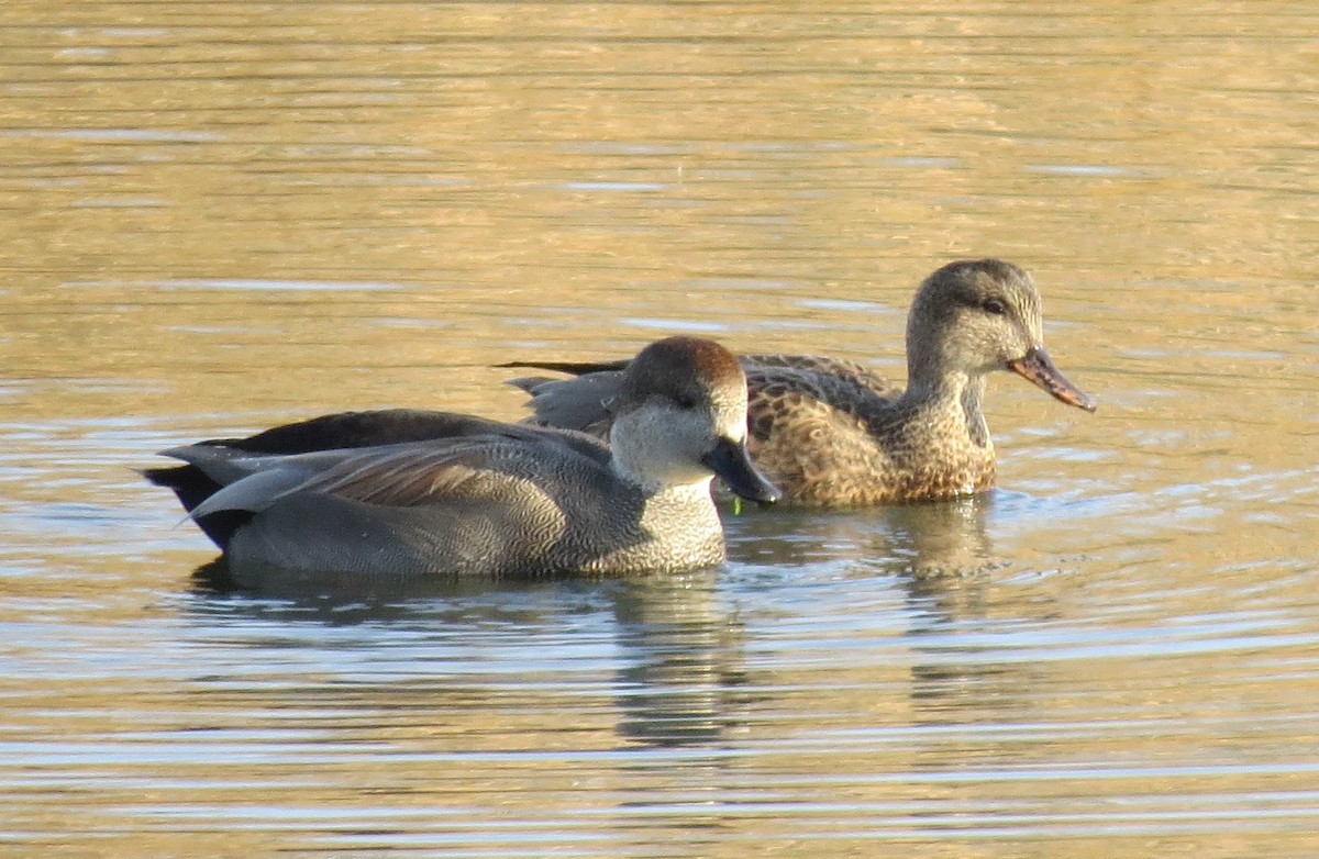 Gadwall - Richard Cordner