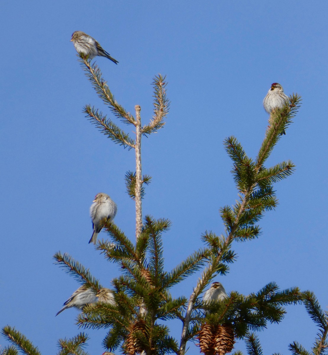 Common Redpoll - ML412292421